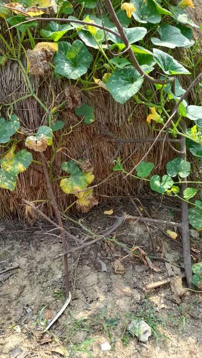 Downy Mildew of Cucurbits - Pumpkin