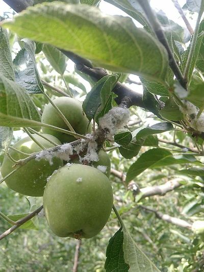 Woolly Aphid - Apple