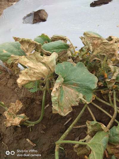 Downy Mildew of Cucurbits - Melon