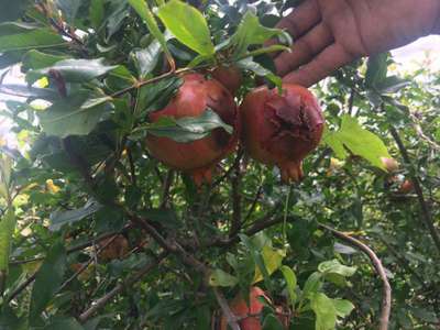 Bacterial Blight of Pomegranate - Pomegranate