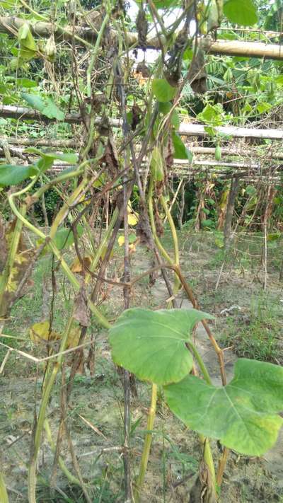 Downy Mildew of Cucurbits - Pumpkin