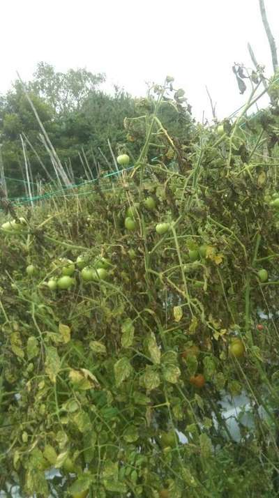 Bacterial Wilt - Tomato