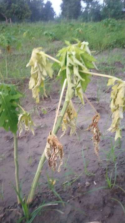 Phytophthora Crown and Root Rot - Papaya