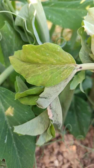 Powdery Mildew - Pea