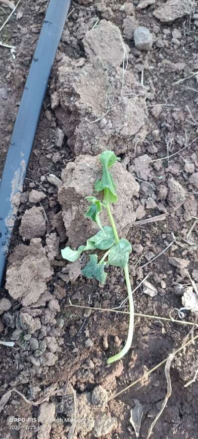 Damping-Off of Seedlings - Cucumber