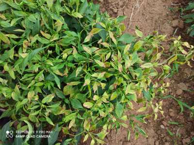 Potassium Deficiency - Capsicum & Chilli