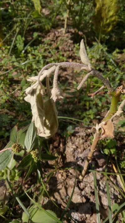 Brinjal Shoot and Fruit Borer - Brinjal