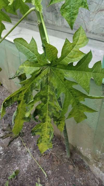 Sooty Mold - Papaya