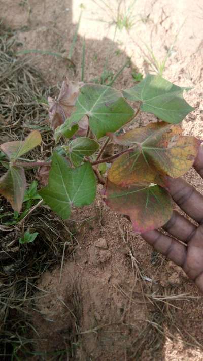 Grey Mildew of Cotton - Cotton