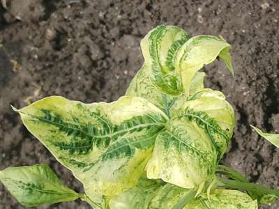 Leaf Variegation - Cotton