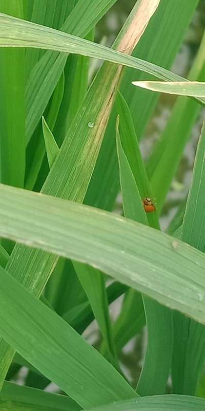 Green Paddy Leafhoppers - Rice