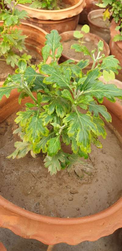 Leaf Variegation - Brinjal