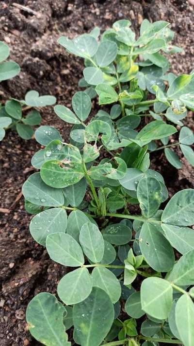 Tobacco Caterpillar - Peanut