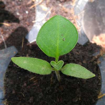 Spider Mites - Brinjal