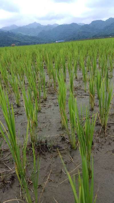 Nitrogen Deficiency - Rice