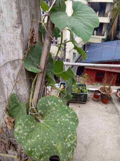 Anthracnose of Cucurbits - Cucumber