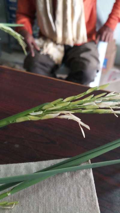 Rice Panicle Mite - Rice