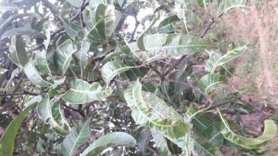 ಬೋರಾನ್ ಕೊರತೆ - ಮಾವು