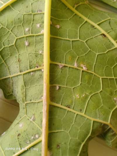 Mealybug - Papaya