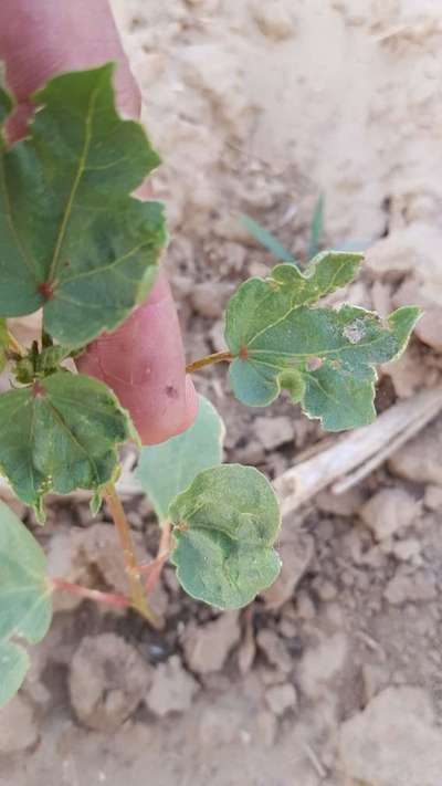 Spider Mites - Cotton