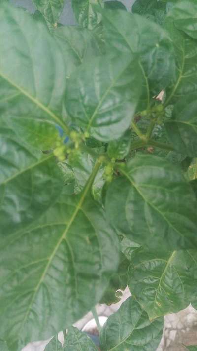 Tobacco Streak Virus - Capsicum & Chilli