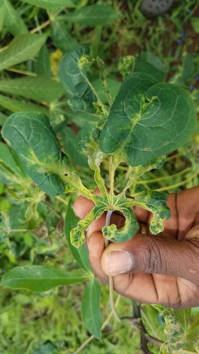 Cassava Mosaic Disease - Cassava