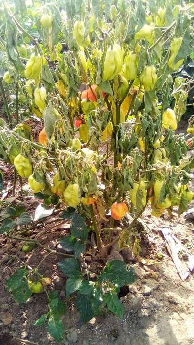 Fusarium Wilt - Capsicum & Chilli