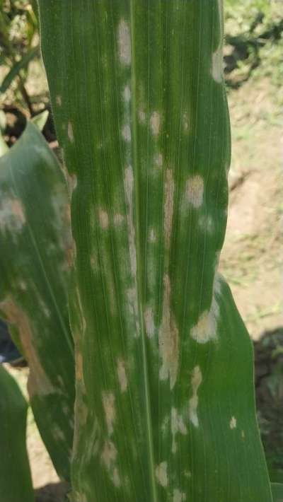 Powdery Mildew of Cereals - Maize