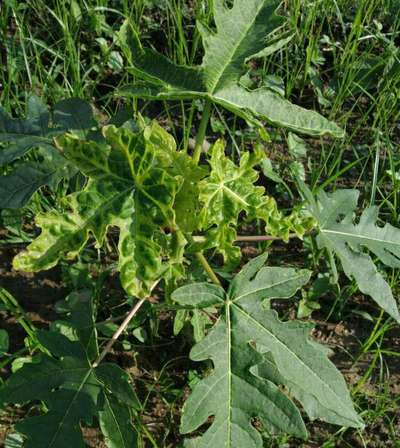 Papaya Leaf Curl Virus - Papaya