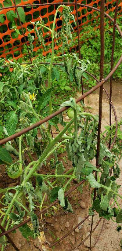 Fusarium Wilt - Tomato