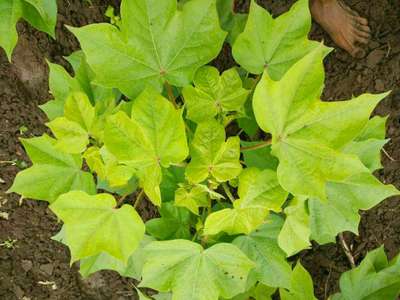 Herbicide Burn - Cotton