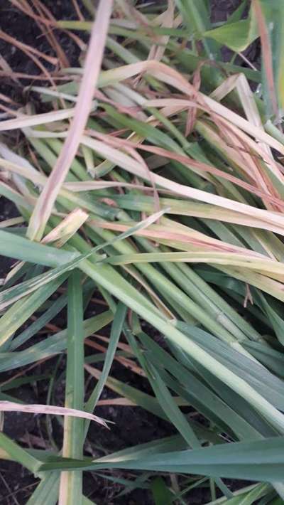 Root and Foot Rot - Wheat