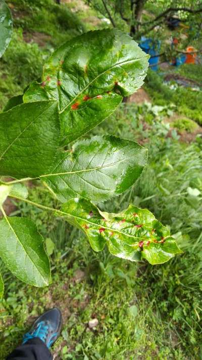 Anthracnose of Apple - Apple