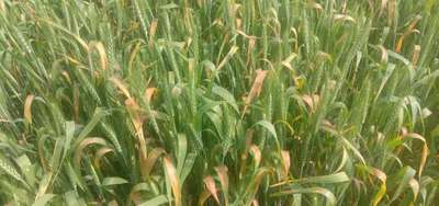 Snow Mold of Cereals - Wheat