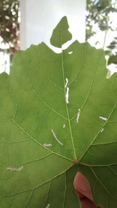 Leaf Miner Flies - Grape