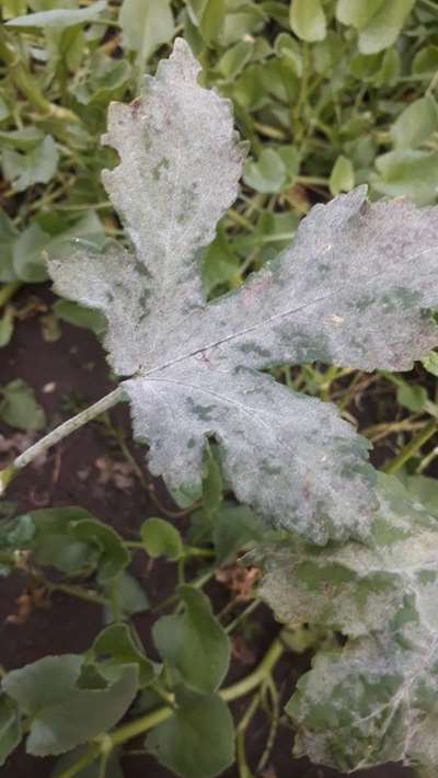 Powdery Mildew - Okra