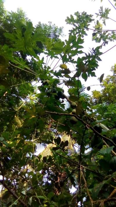 ছাতরা পোকা - পেঁপে