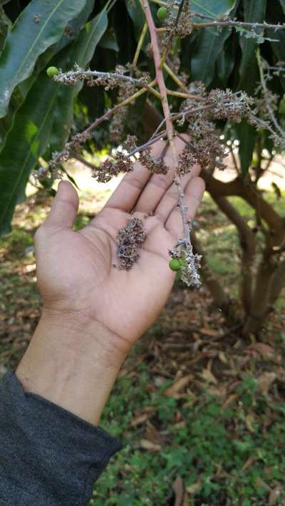 Powdery Mildew of Mango - Mango