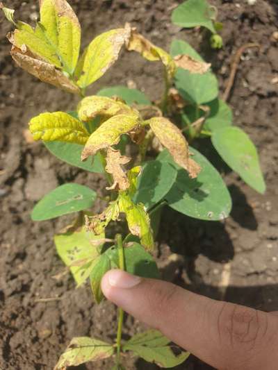 Cercospora Leaf Spot of Legumes - Soybean