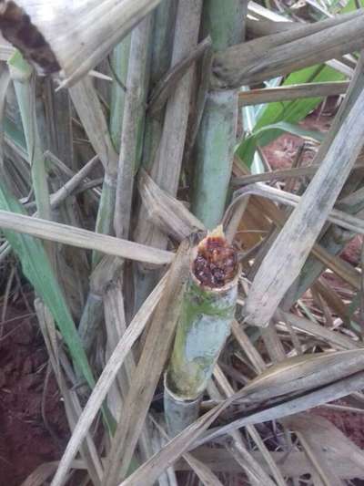 ఎర్ర కుళ్ళు తెగులు - చెరుకు