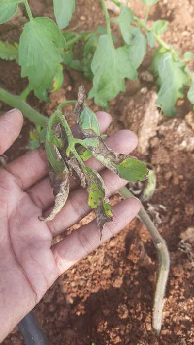 Tomato Late Blight - Tomato