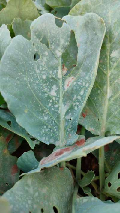 Cabbage White Butterfly - Cabbage