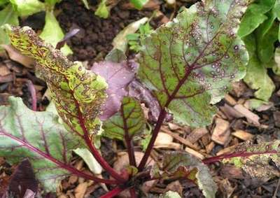 Cercospora Leaf Spot of Legumes - Cabbage