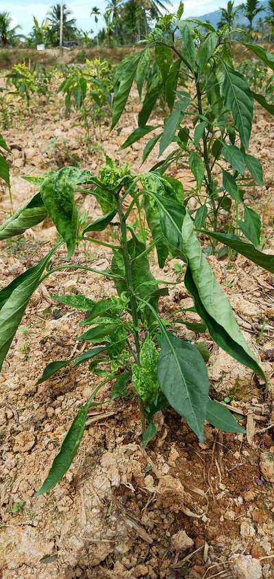 Cucumber Mosaic Virus of Pepper - Capsicum & Chilli