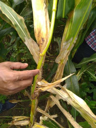 Charcoal Stalk Rot - Maize