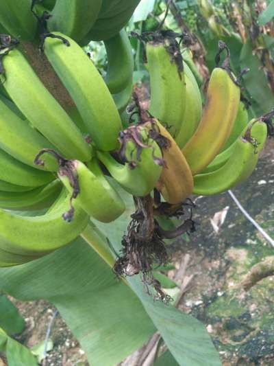 Banana Bract Mosaic Virus - Banana