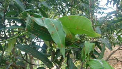 Mealybug - Mango