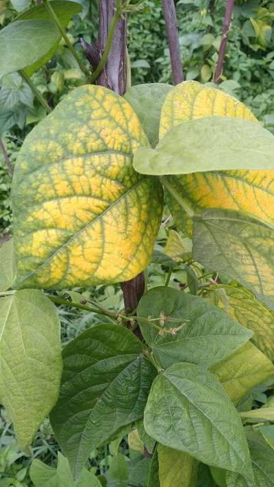 Downy Mildew - Bean