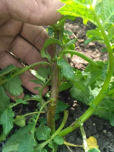 ಜೇಡ ಹುಳ - ಆಲೂಗಡ್ಡೆ