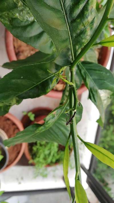 Citrus Leaf Miner - Citrus